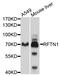 Raftlin antibody, abx126478, Abbexa, Western Blot image 