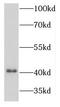 Potassium Voltage-Gated Channel Subfamily J Member 10 antibody, FNab04585, FineTest, Western Blot image 