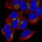 Neuropeptide Y antibody, HPA044572, Atlas Antibodies, Immunofluorescence image 