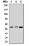 Ferredoxin Reductase antibody, orb412217, Biorbyt, Western Blot image 