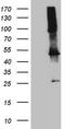 Twinfilin Actin Binding Protein 1 antibody, CF808861, Origene, Western Blot image 