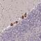 Larp antibody, PA5-63025, Invitrogen Antibodies, Immunohistochemistry frozen image 