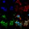Mitogen-Activated Protein Kinase 8 Interacting Protein 2 antibody, SMC-465D-HRP, StressMarq, Immunocytochemistry image 