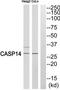 Caspase 14 antibody, TA312750, Origene, Western Blot image 