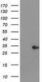 Haloacid Dehalogenase Like Hydrolase Domain Containing 2 antibody, CF502916, Origene, Western Blot image 