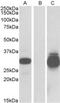 PPPDE peptidase domain-containing protein 1 antibody, MBS422584, MyBioSource, Western Blot image 