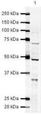 BIRC3 antibody, PA5-19514, Invitrogen Antibodies, Western Blot image 