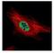 Protein Inhibitor Of Activated STAT 4 antibody, NBP1-31215, Novus Biologicals, Immunocytochemistry image 
