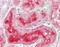 Alkaline Phosphatase, Placental antibody, orb137426, Biorbyt, Immunohistochemistry paraffin image 