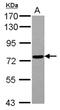 RNA Polymerase III Subunit E antibody, NBP2-19887, Novus Biologicals, Western Blot image 