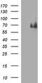 Chromatin Assembly Factor 1 Subunit B antibody, TA506841S, Origene, Western Blot image 