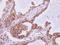 Intraflagellar Transport 80 antibody, GTX109393, GeneTex, Immunohistochemistry paraffin image 