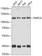 Peptidase, Mitochondrial Processing Alpha Subunit antibody, 24-001, ProSci, Western Blot image 