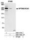 Spectrin Beta, Non-Erythrocytic 2 antibody, A301-117A, Bethyl Labs, Immunoprecipitation image 