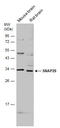 Synaptosomal-associated protein 29 antibody, GTX131028, GeneTex, Western Blot image 
