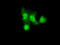 GLGB antibody, TA500807, Origene, Immunofluorescence image 