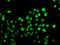 GA Binding Protein Transcription Factor Subunit Beta 1 antibody, GTX33210, GeneTex, Immunofluorescence image 