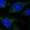 Glucuronic Acid Epimerase antibody, HPA040481, Atlas Antibodies, Immunofluorescence image 