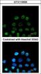 RB Binding Protein 4, Chromatin Remodeling Factor antibody, GTX115555, GeneTex, Immunocytochemistry image 