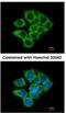 Eukaryotic Translation Elongation Factor 1 Delta antibody, NBP1-32013, Novus Biologicals, Immunocytochemistry image 