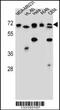 Acetylserotonin O-Methyltransferase Like antibody, 56-939, ProSci, Western Blot image 