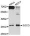 Gamma-sarcoglycan antibody, abx126543, Abbexa, Western Blot image 