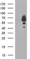 CTD Small Phosphatase 2 antibody, CF507248, Origene, Western Blot image 