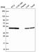Eukaryotic Translation Initiation Factor 4A2 antibody, HPA068286, Atlas Antibodies, Western Blot image 