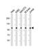 Dynamin 2 antibody, M01629-1, Boster Biological Technology, Western Blot image 