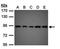 VPS35 Retromer Complex Component antibody, orb73962, Biorbyt, Western Blot image 