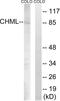 CHM Like Rab Escort Protein antibody, LS-B8583, Lifespan Biosciences, Western Blot image 