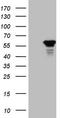 Basic Helix-Loop-Helix Family Member E41 antibody, TA806317S, Origene, Western Blot image 
