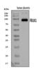 BM-90 antibody, A02970-1, Boster Biological Technology, Western Blot image 