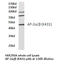 Transcription Factor AP-2 Alpha antibody, LS-C175920, Lifespan Biosciences, Western Blot image 