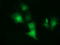 COBW Domain Containing 1 antibody, LS-C115562, Lifespan Biosciences, Immunofluorescence image 