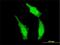 Dead end protein homolog 1 antibody, H00373863-M01, Novus Biologicals, Immunocytochemistry image 