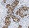 Putative uncharacterized protein C8orf77 antibody, FNab01141, FineTest, Immunohistochemistry frozen image 