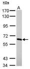 Nuclear RNA Export Factor 2B antibody, GTX116623, GeneTex, Western Blot image 