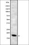 Arachidonate 5-Lipoxygenase Activating Protein antibody, orb337222, Biorbyt, Western Blot image 