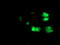 Protein Arginine Methyltransferase 2 antibody, LS-C173352, Lifespan Biosciences, Immunofluorescence image 