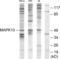 Mitogen-Activated Protein Kinase 10 antibody, abx013536, Abbexa, Western Blot image 
