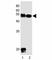 Delta Like Non-Canonical Notch Ligand 1 antibody, F52920-0.4ML, NSJ Bioreagents, Western Blot image 