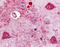 Sst2 antibody, TA341040, Origene, Immunohistochemistry paraffin image 