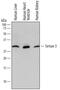 NAD-dependent deacetylase sirtuin-3 antibody, MAB7488, R&D Systems, Western Blot image 