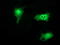 Syntrophin Gamma 1 antibody, LS-C172535, Lifespan Biosciences, Immunofluorescence image 