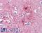 Cadherin-18 antibody, LS-B4298, Lifespan Biosciences, Immunohistochemistry frozen image 