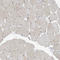 KPNB1 antibody, HPA029878, Atlas Antibodies, Immunohistochemistry frozen image 