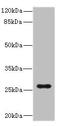 Vegi antibody, LS-C676615, Lifespan Biosciences, Western Blot image 