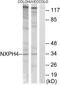 Neurexophilin 4 antibody, TA315168, Origene, Western Blot image 