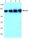 Adrenoceptor Alpha 2C antibody, A05170-2, Boster Biological Technology, Western Blot image 